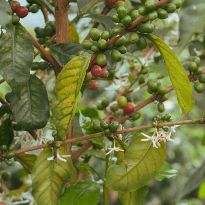 Kawa Specialty Honduras Marcala - Image 7