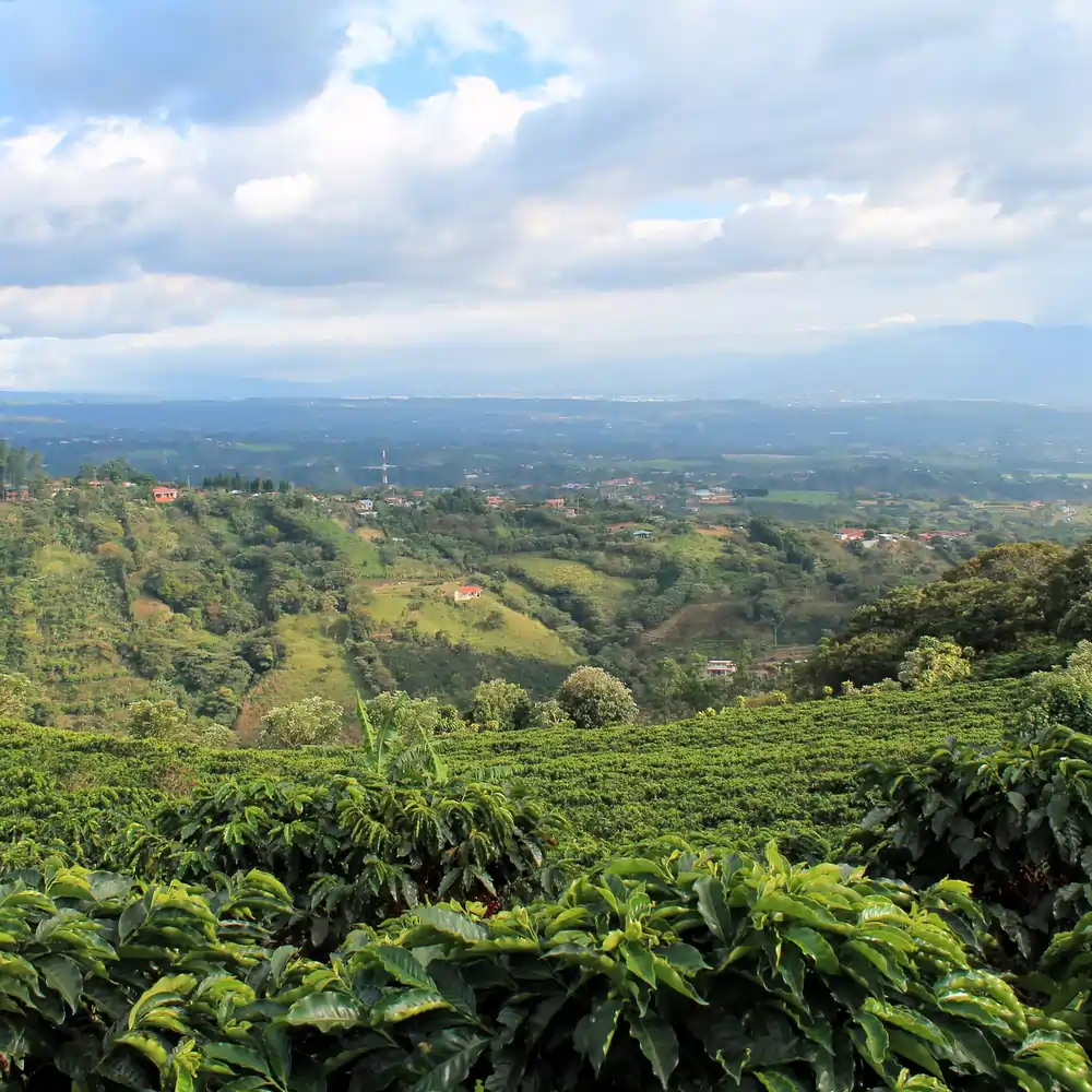 Kawa Specialty Costa Rica Don Claudio - Image 12