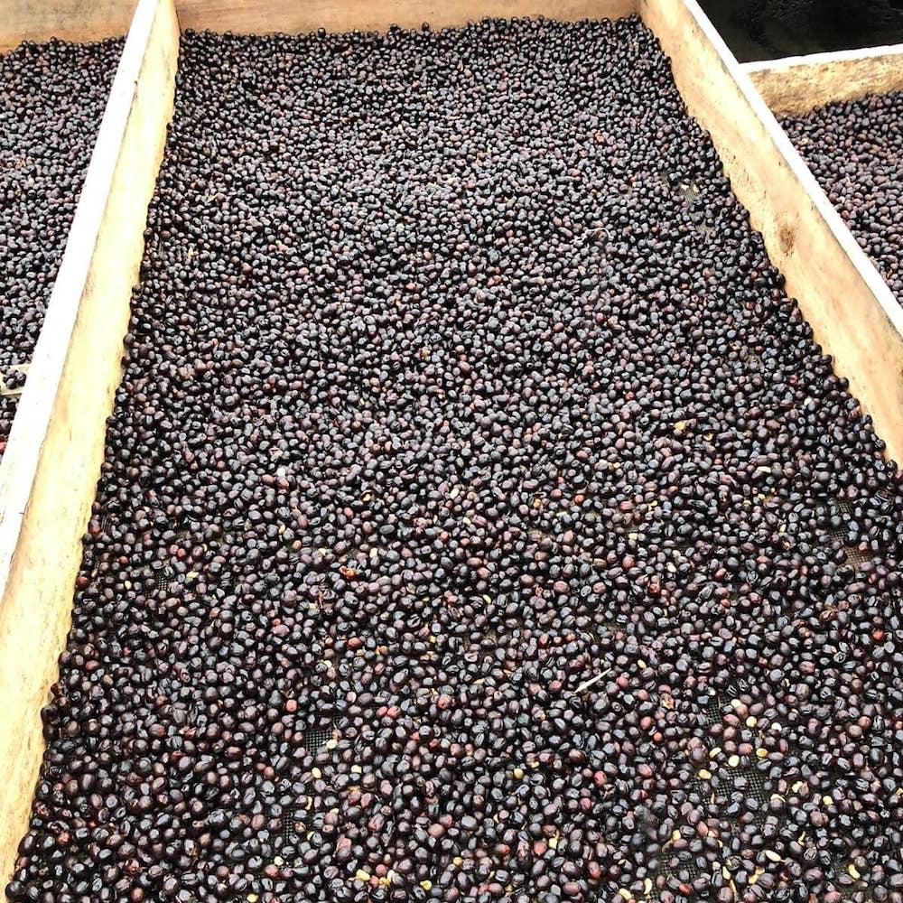 Meksyk Nahua – kawa specialty omniroast - Image 9